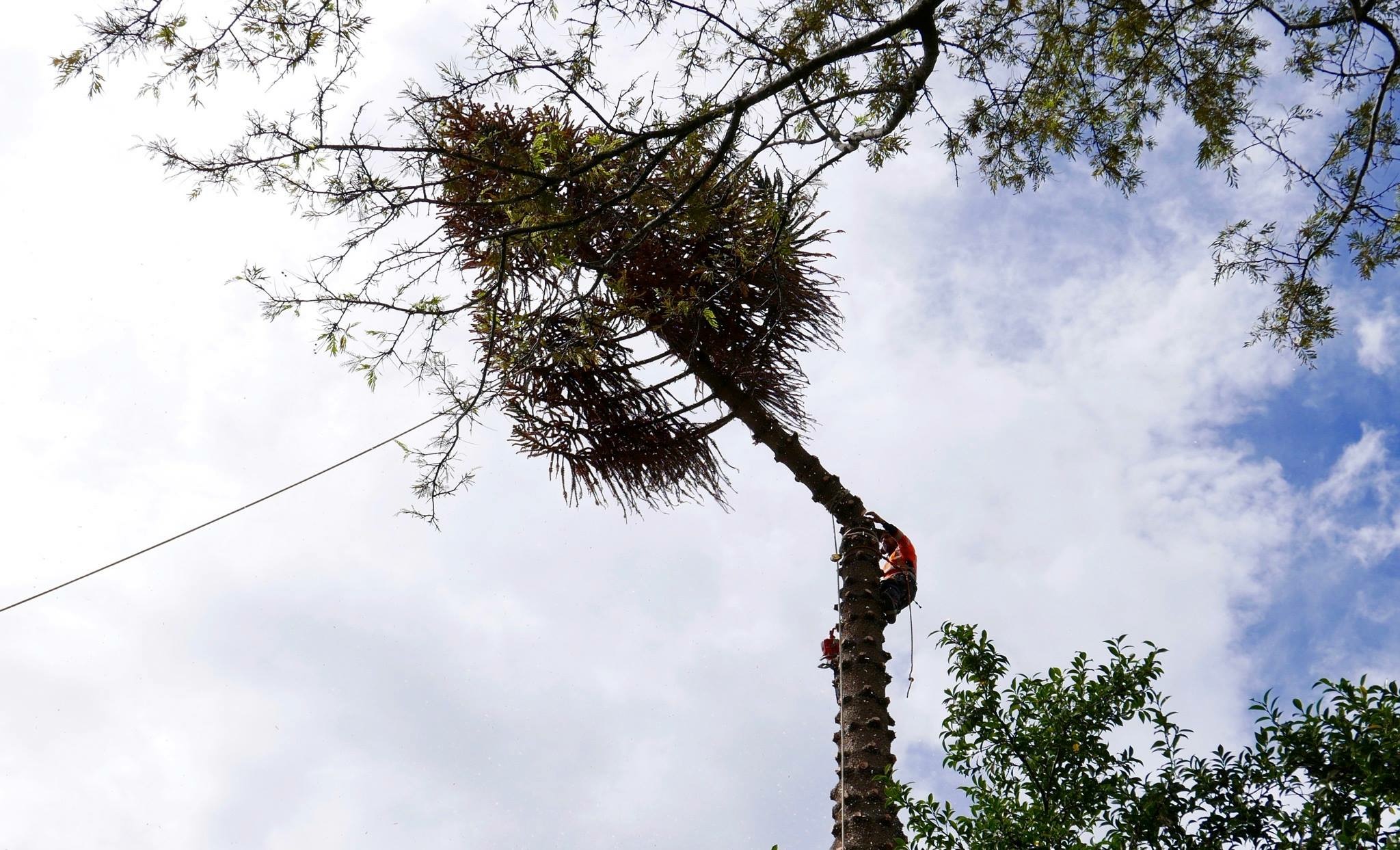 Tree being dismantled