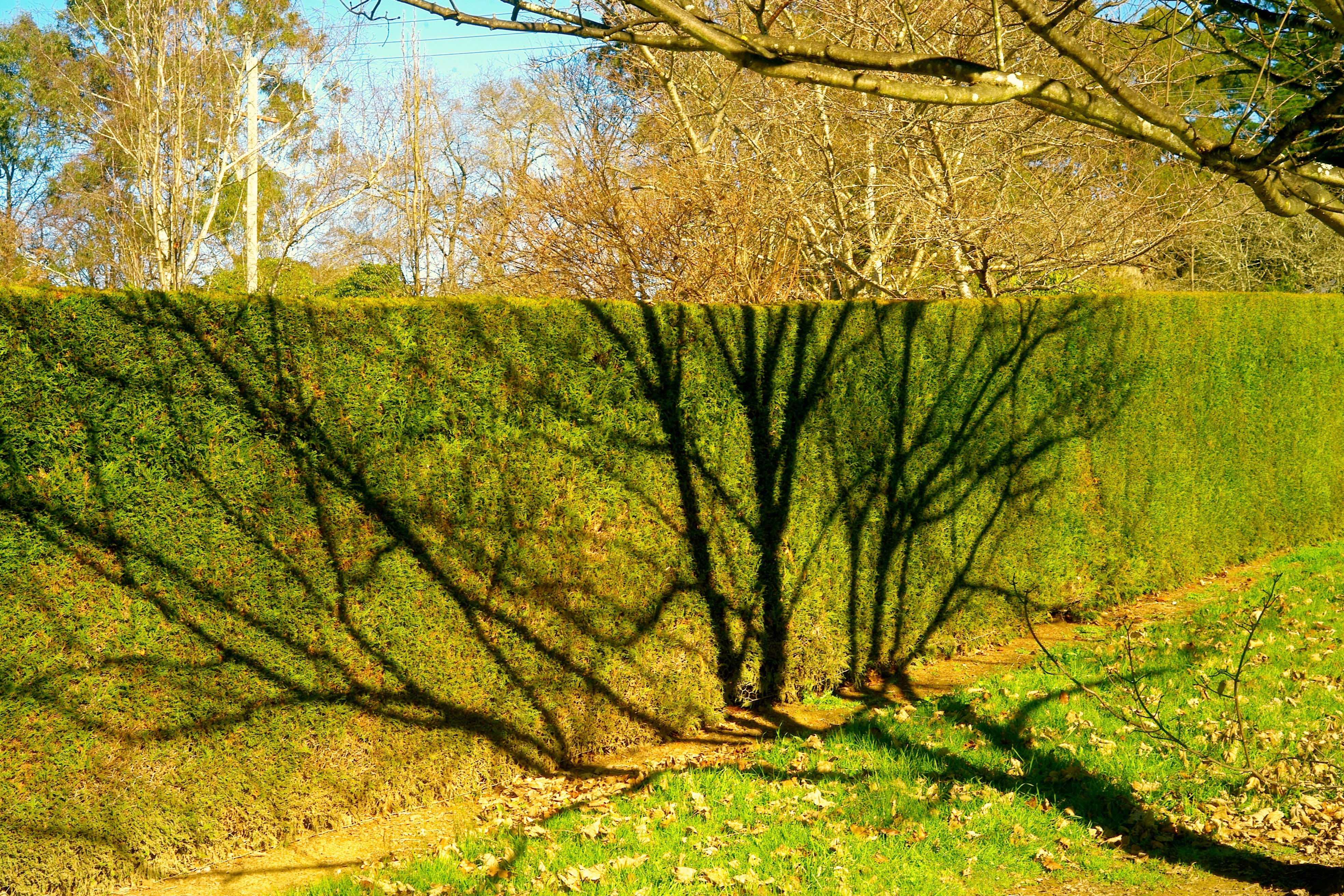 Hedge with a shadow