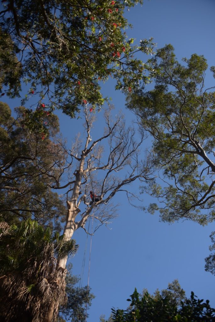 Dead Tree