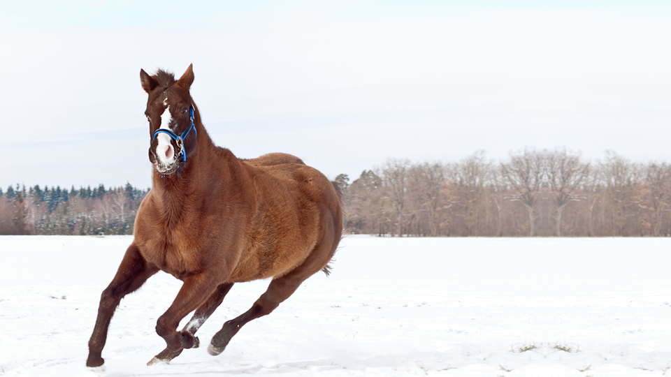 wild horse running in snow