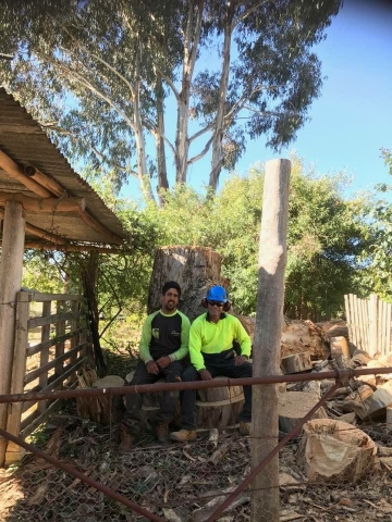 Tree has been cut down, job well done
