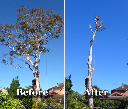 Before and after pictures of a tree being dismantled