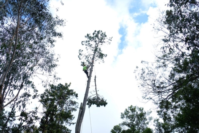 Branch being lowered