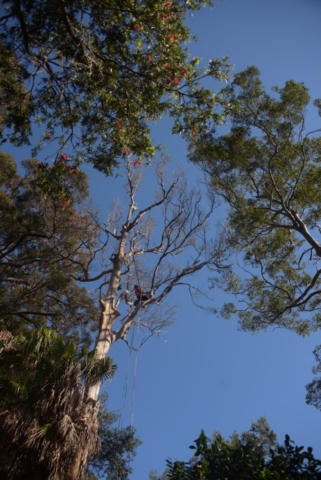 Preparing to remove a dead tree