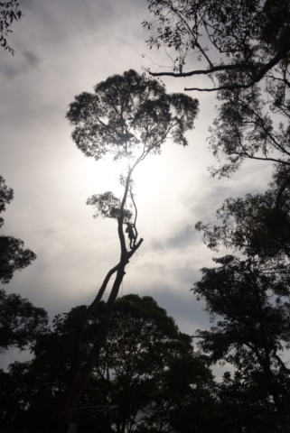Dismantling man in silhouette