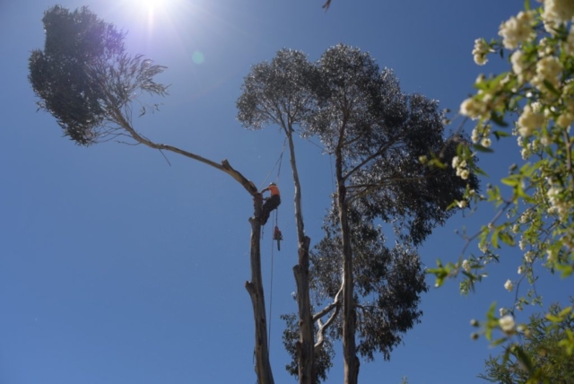 Branch Falling