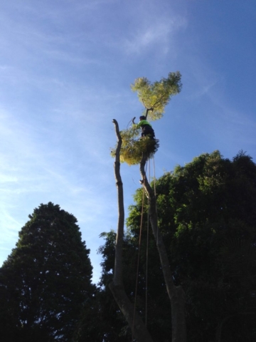 Final branches being removed from a tree