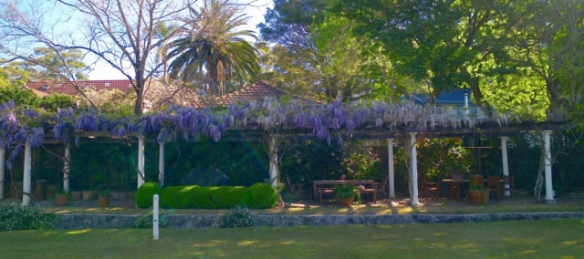 Pruning Wisteria