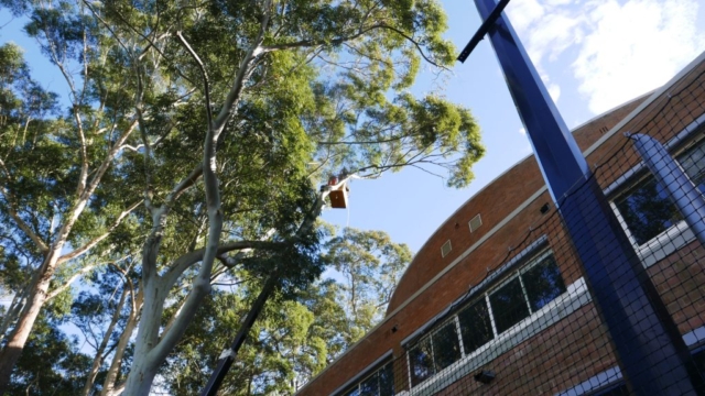Travel Tower accessing high trees