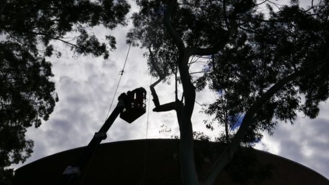Travel Tower being used to remove branches